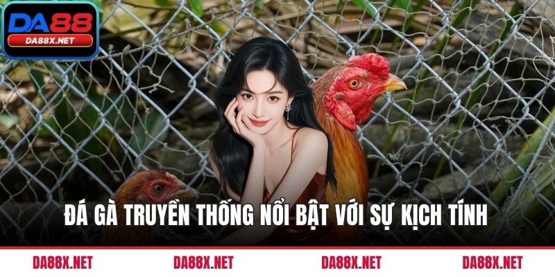 Đá gà truyền thống nổi bật với sự kịch tính nhất 