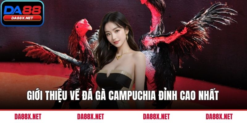 Giới thiệu về đá gà Campuchia đỉnh cao nhất